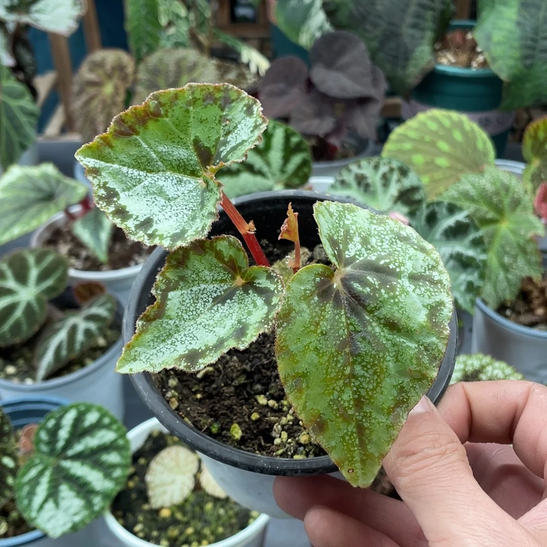 完全开放球根柯蒂斯