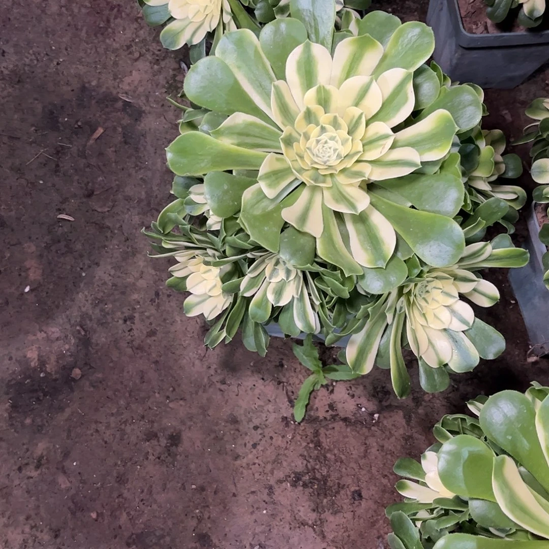 多肉植物辛尼亚，，