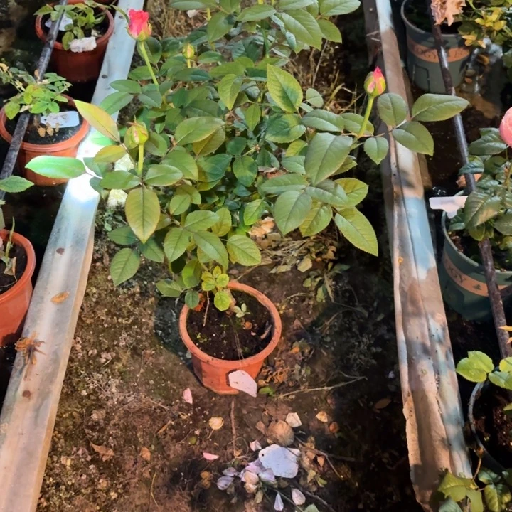 无花朵玛瑞一加仑