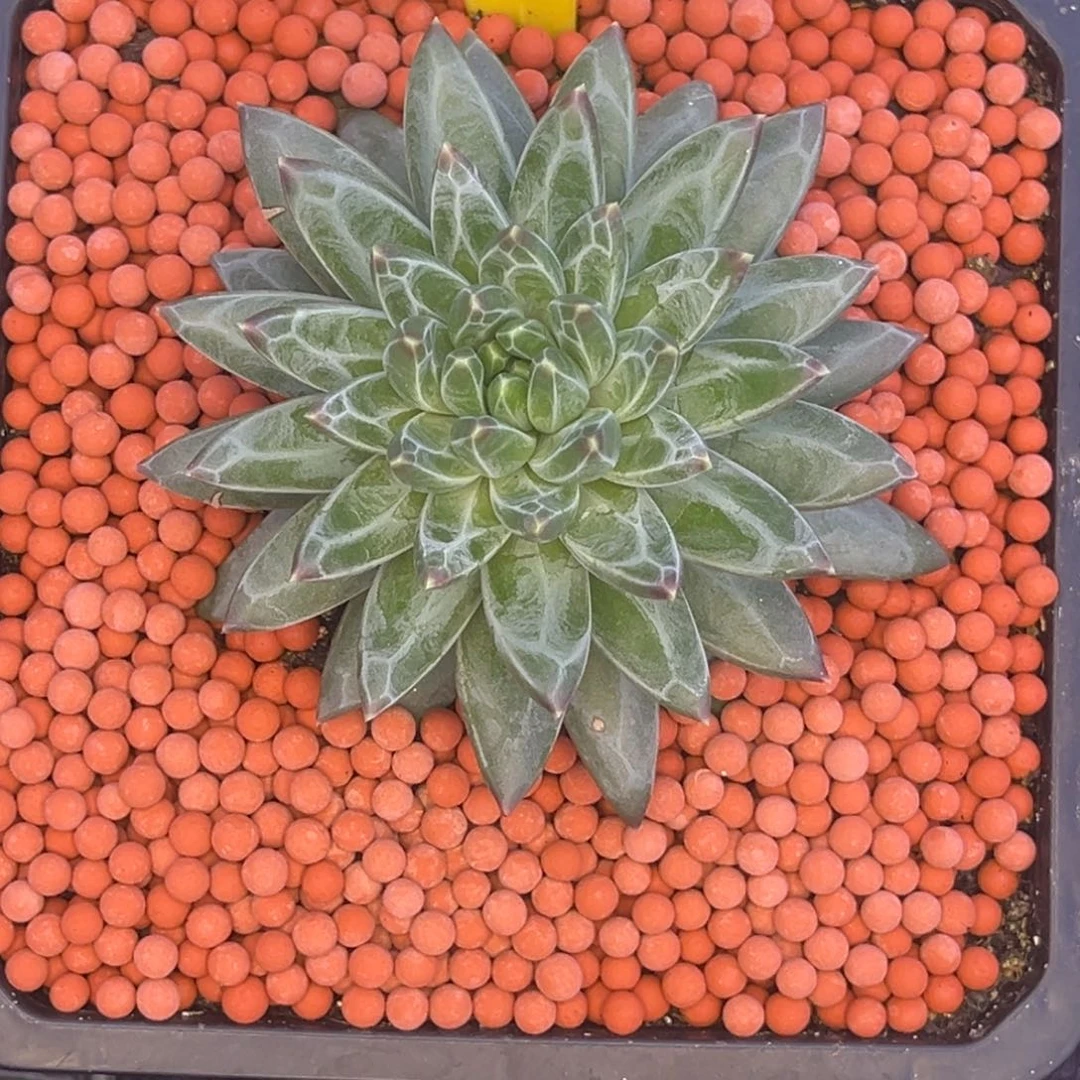 ****࿐6506号上午多肉植物群生多肉植物