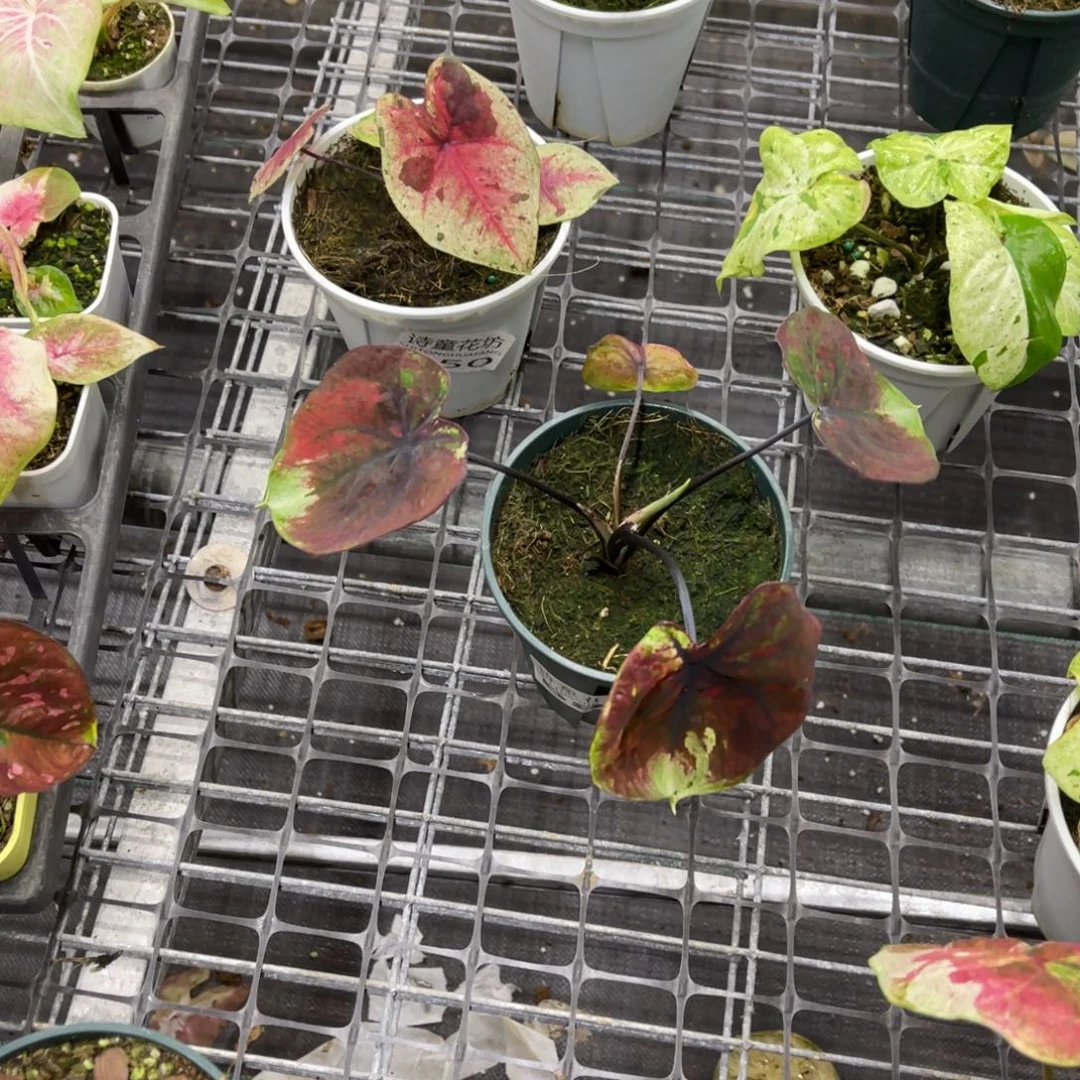 說***哭无花朵          050.587泰彩不包售后