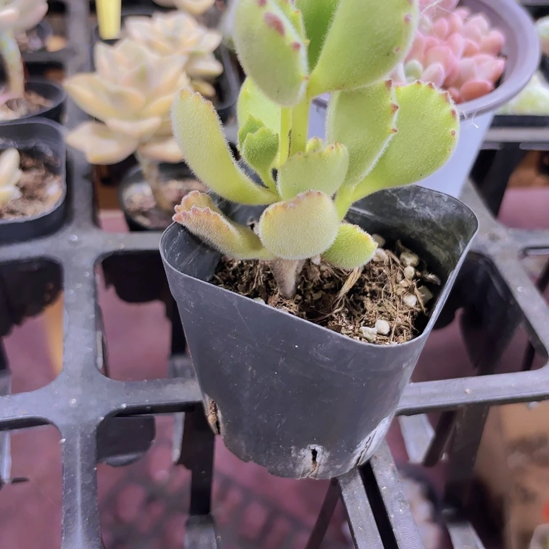 我**呵精品熊童子多肉植物
