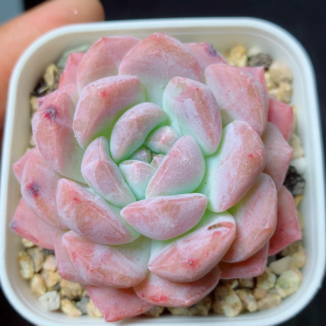 17 精品多肉一物一拍