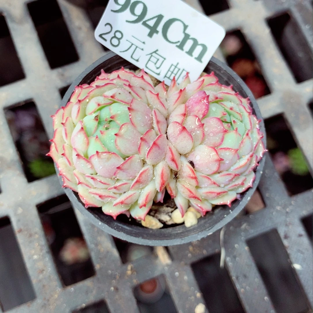 5厘米盆精控多肉994