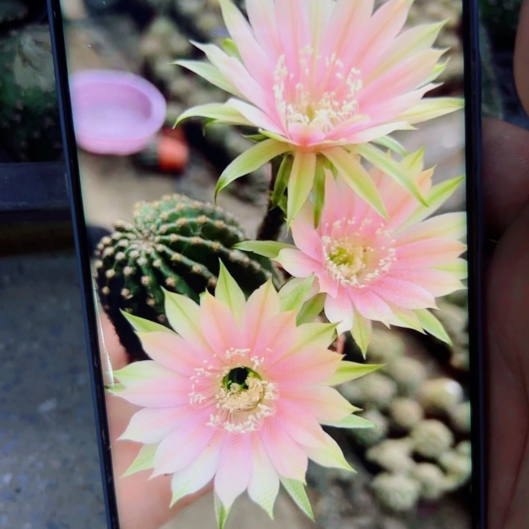 304金刚17 歪无根侧芽4公分左右20包邮