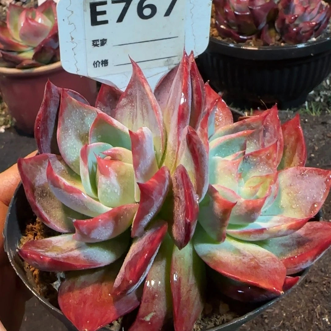 惊鸿一物一拍包装收缩花旱767