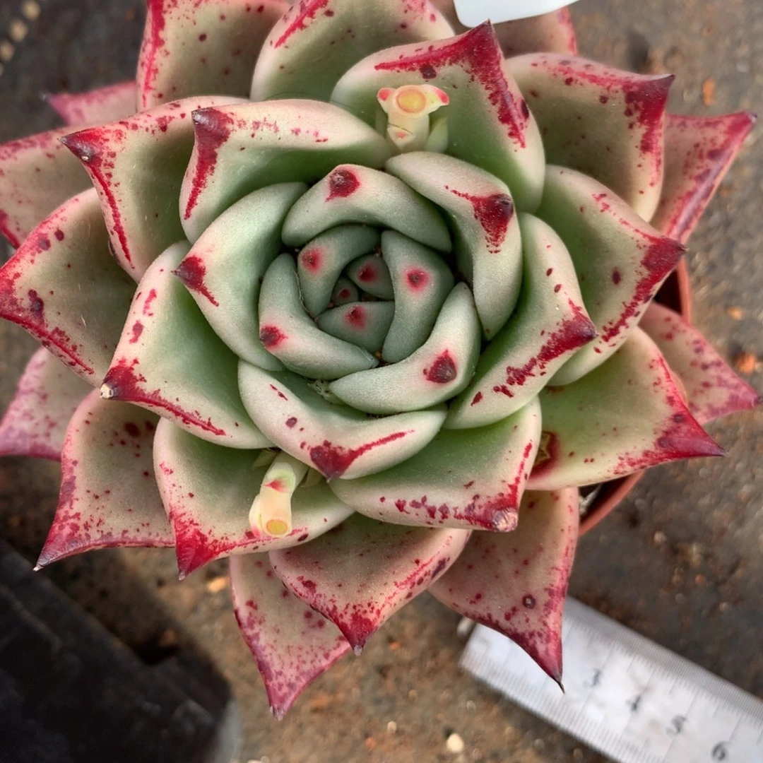 2425有叶伤介意不拍10厘米