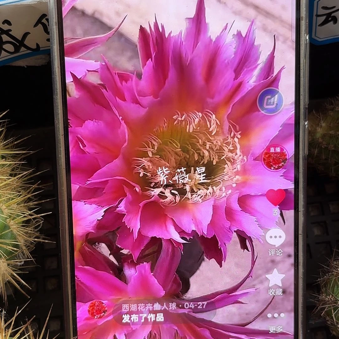 紫薇星四公分侧牙20包邮仙人球41