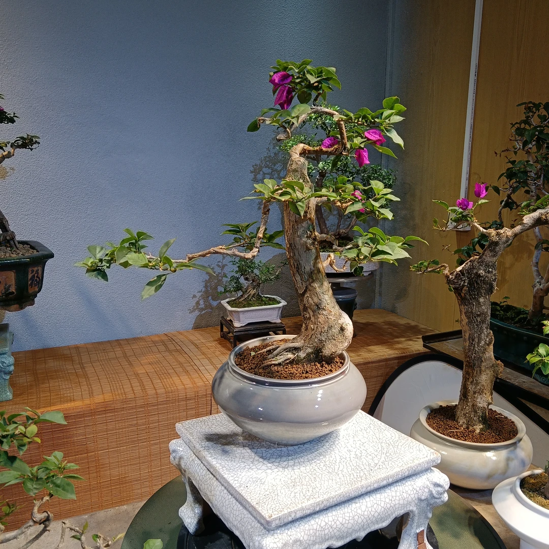 原生老桩三角梅盆景观赏花卉