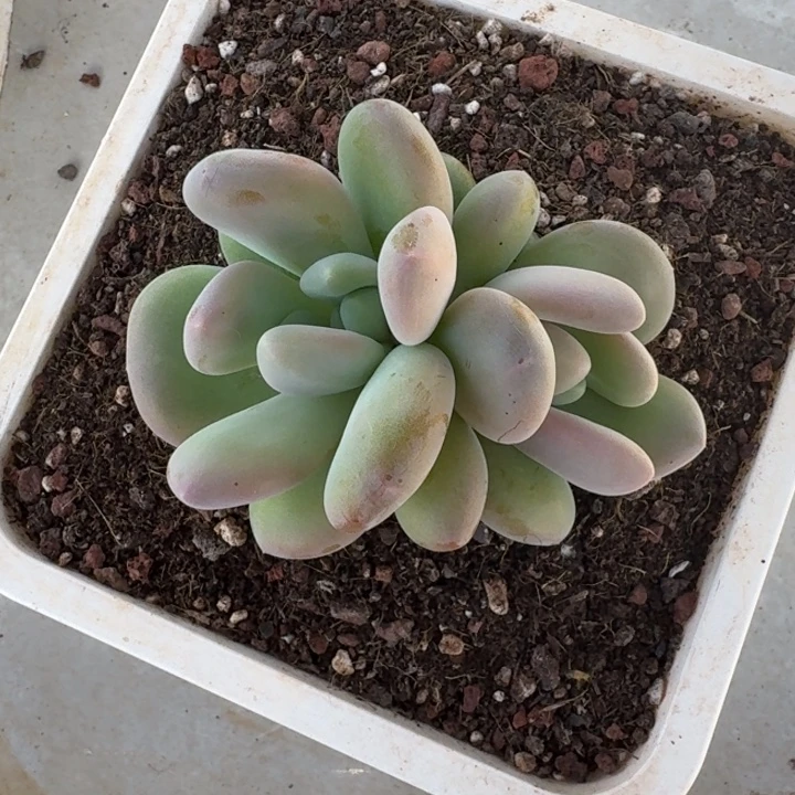 X系列美人新品  一物一拍