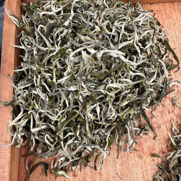 百号V机绿茶 普洱孟连 2025年