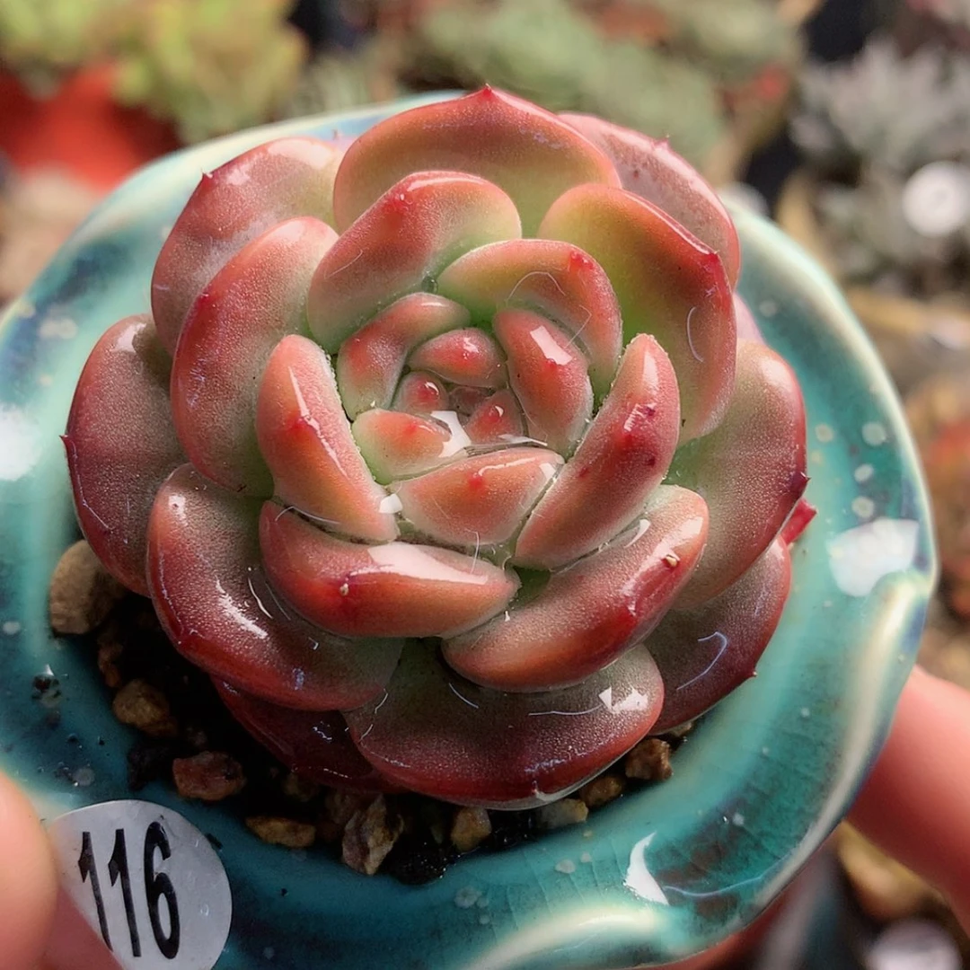 【闪购商品】暖*宝雪芙蓉