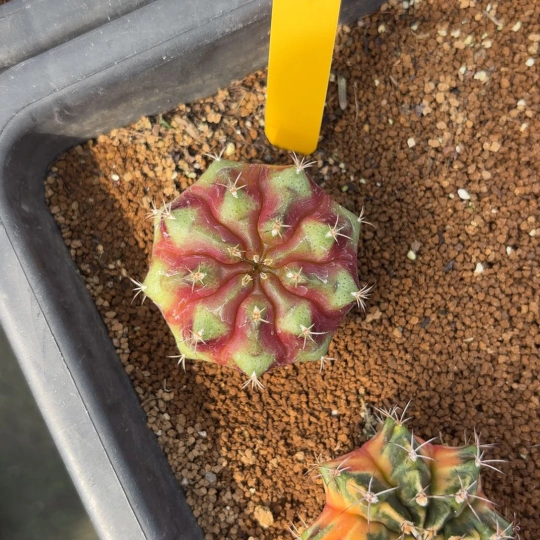 L580-1226泰国发货