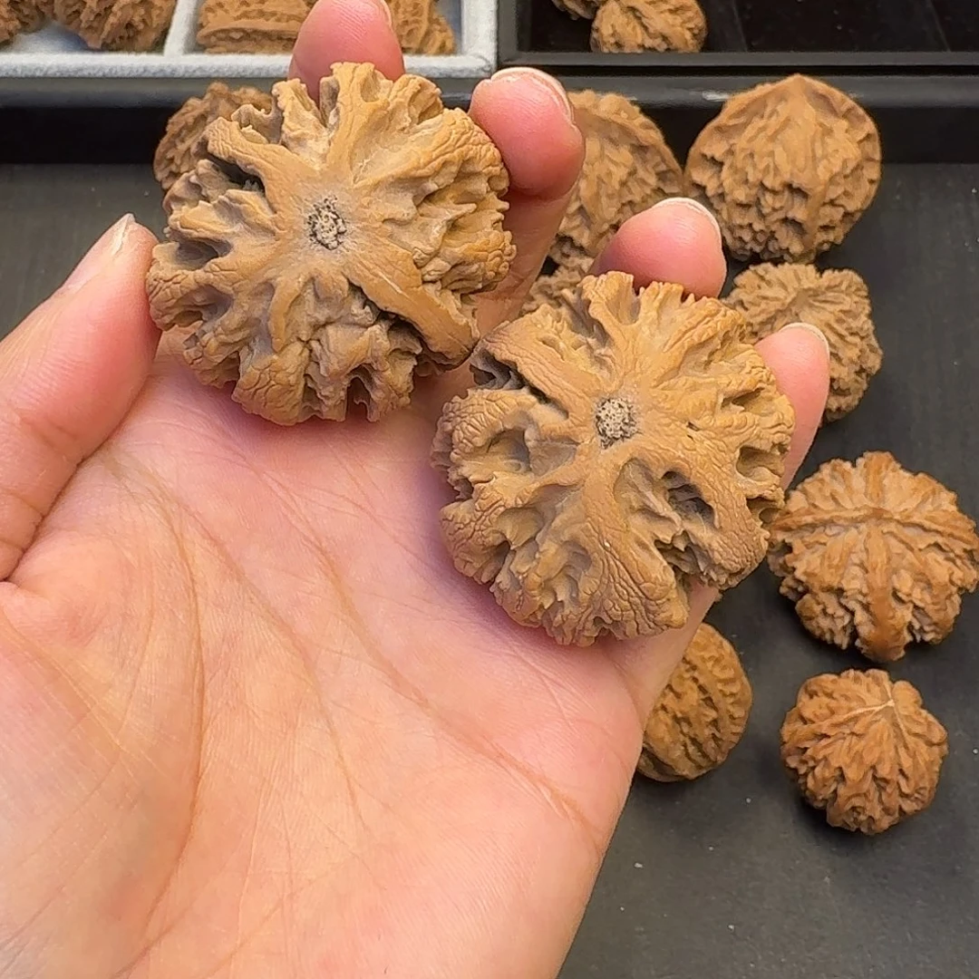 呱***儿核桃突突突突突突突突突突突突突突突突突