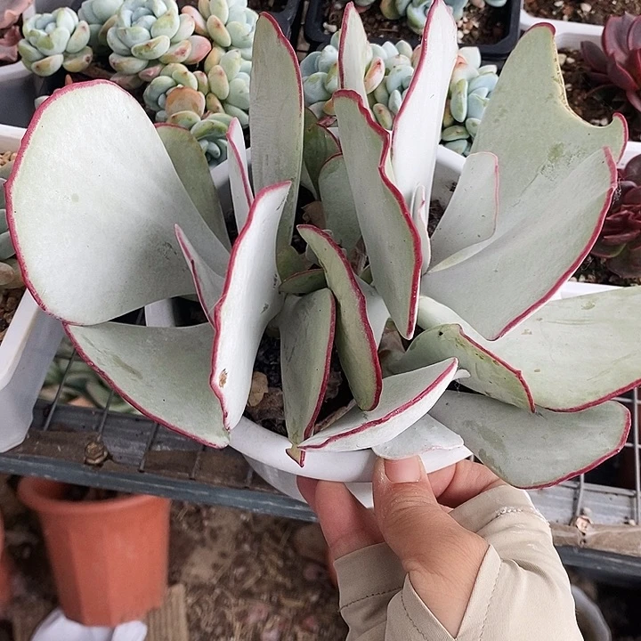 白眉13457899“mg j m m