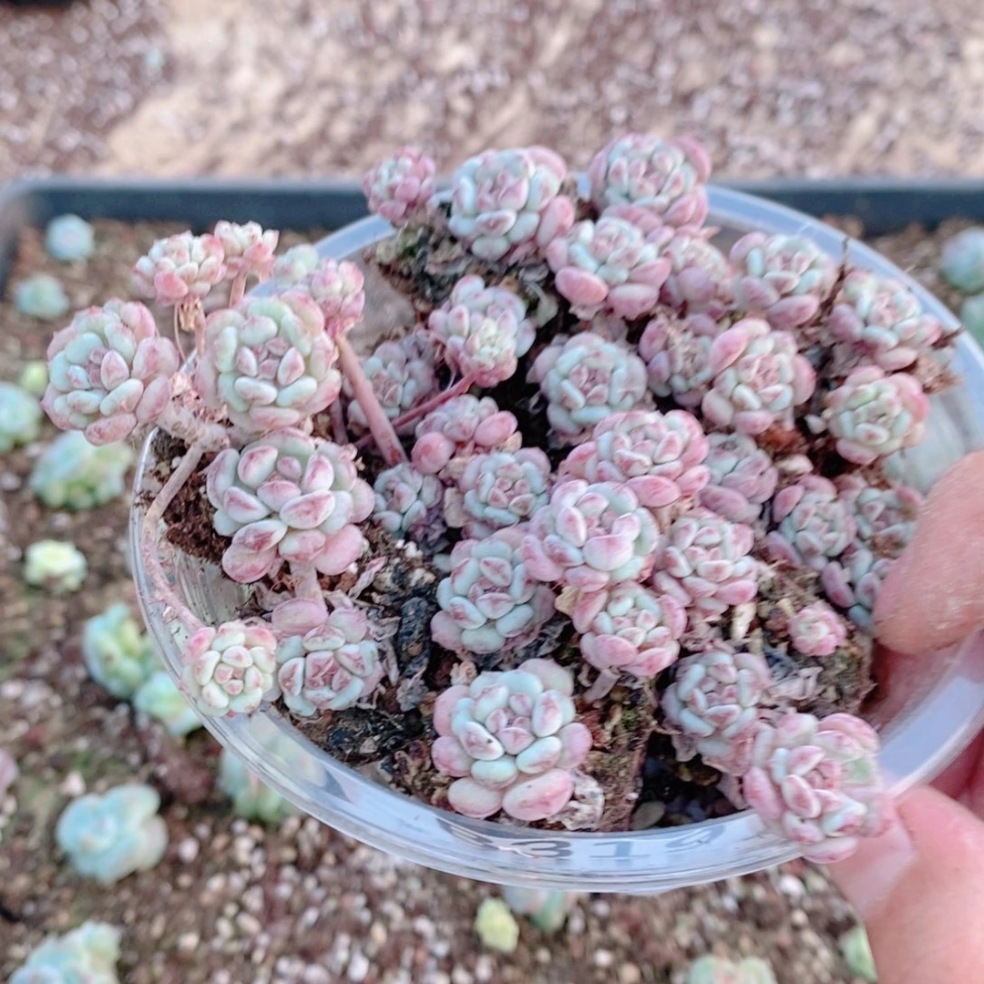 多肉植物精品切糕炸筐B319