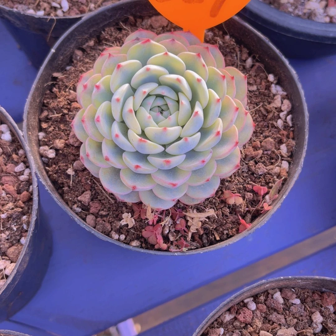 傅*229号多肉植物一物一拍