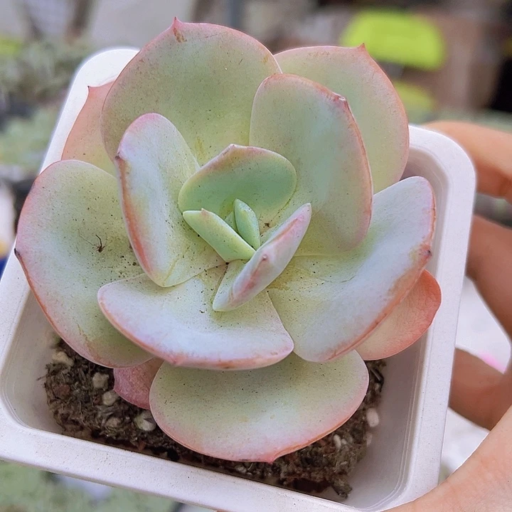 大白凤19包邮多肉植物