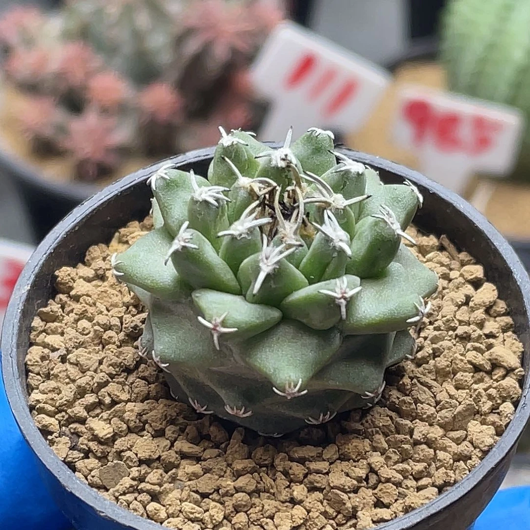 实生大尤赤花娇丽仙人球