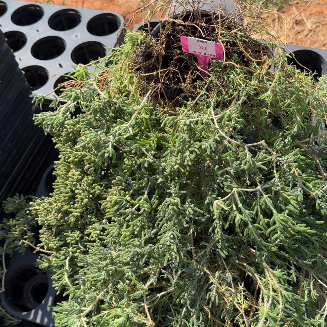 521枝干番杏肉肉肉肉肉