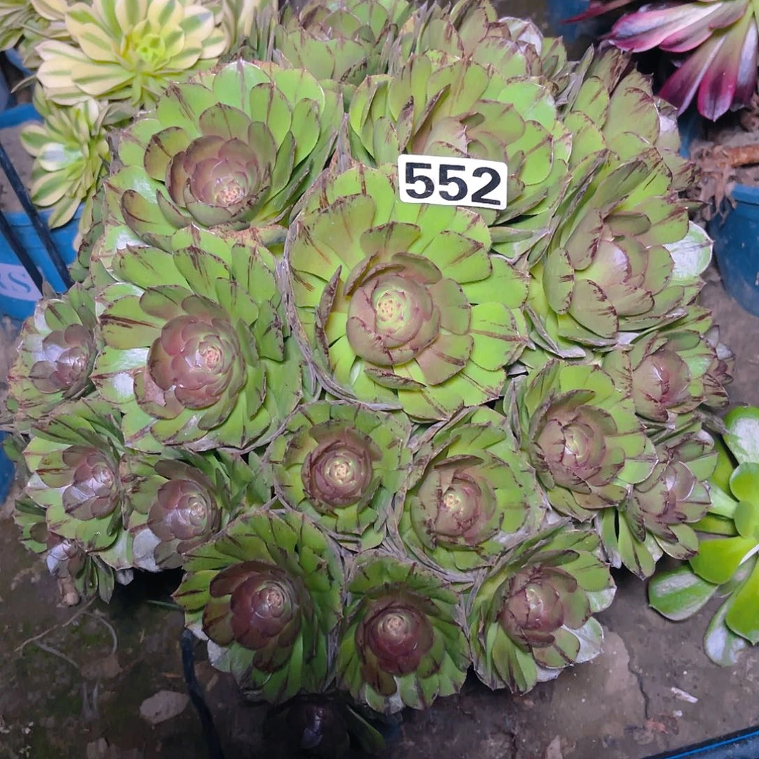 法师法师13-38包邮法师