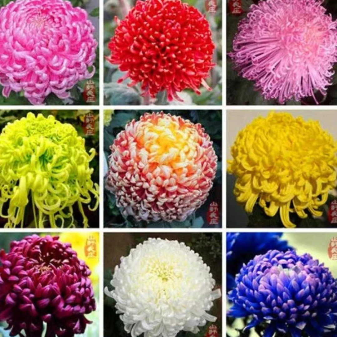 重瓣菊花种子浓香耐寒易活带芽多年生四季开花阳台庭院