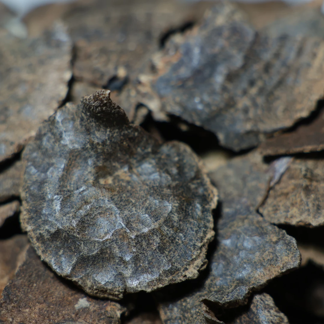 海南沉香-小包头(10克)