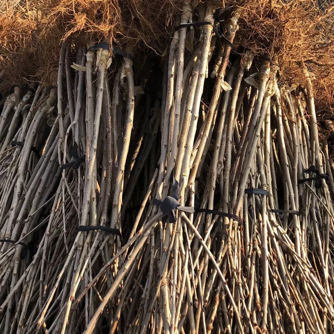 【车厘子树苗】车厘子树苗