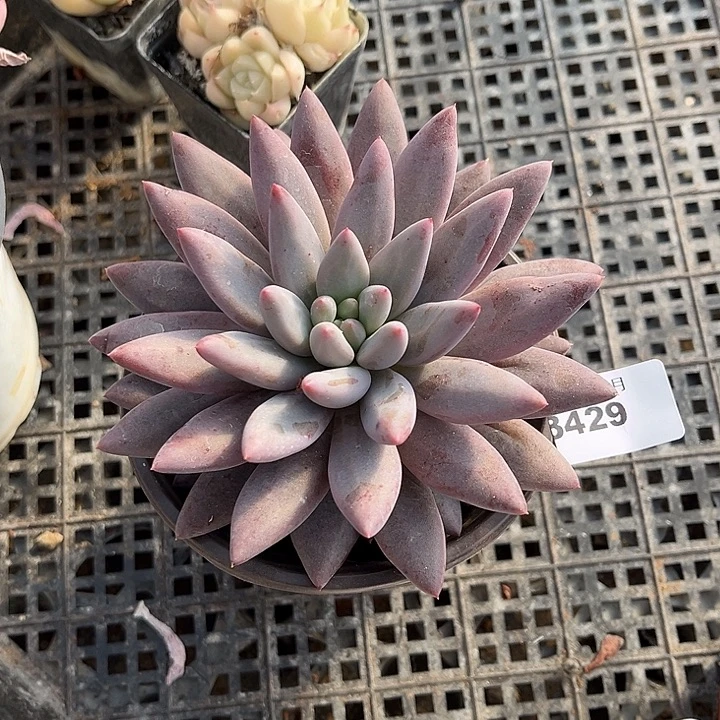 阿雅园艺。        3429水晶球