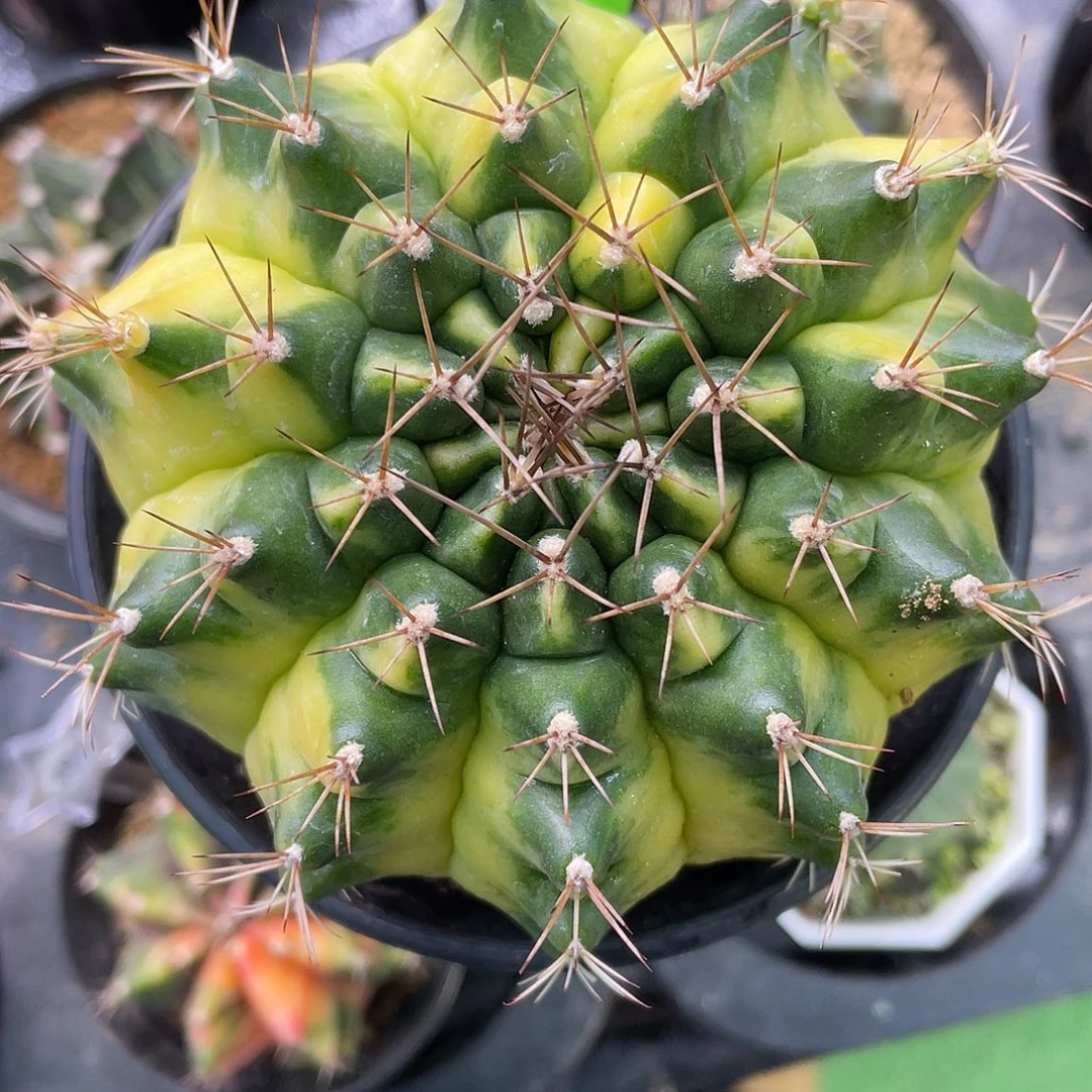 1-207米哈锦8.7厘米