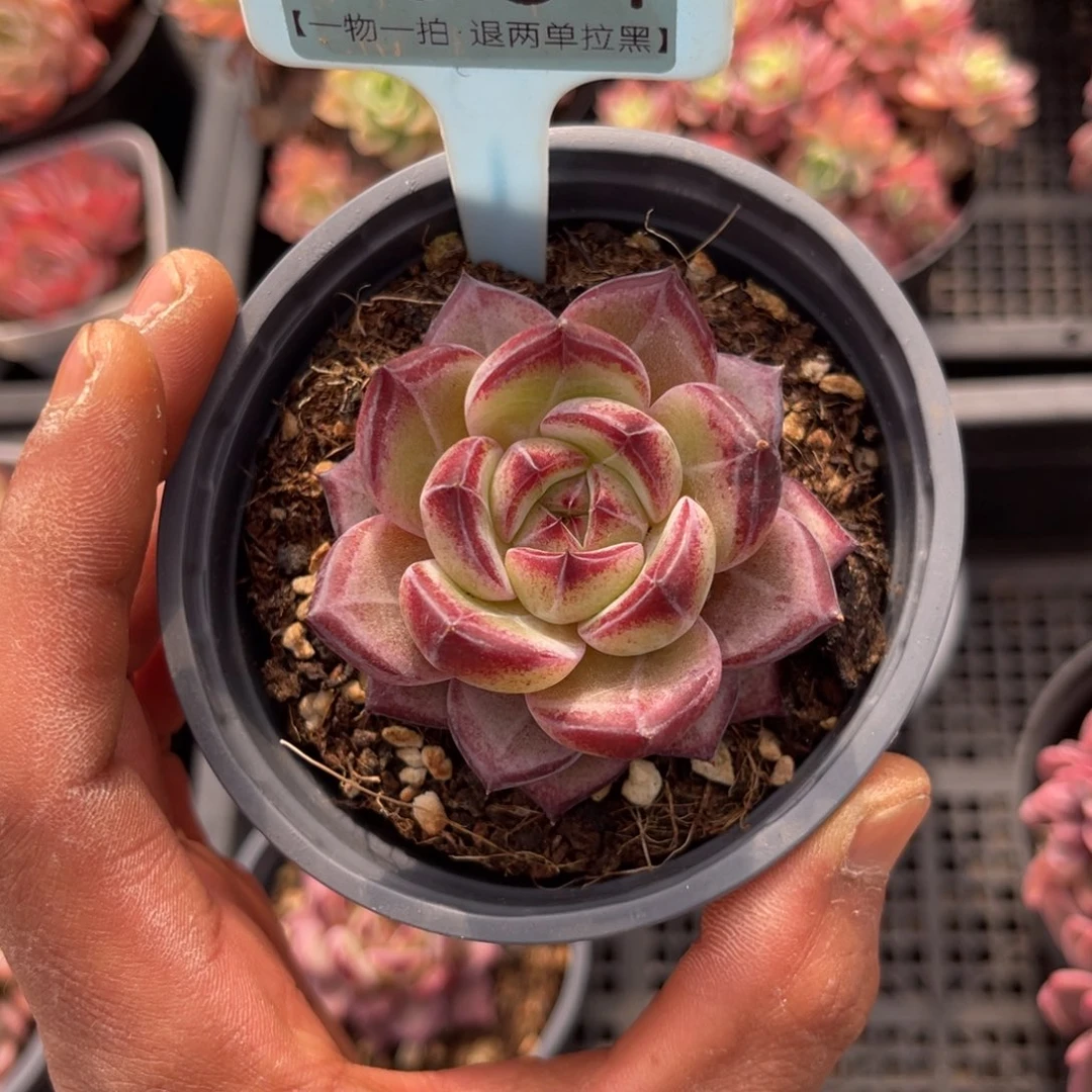 云尘多肉一物一拍1651