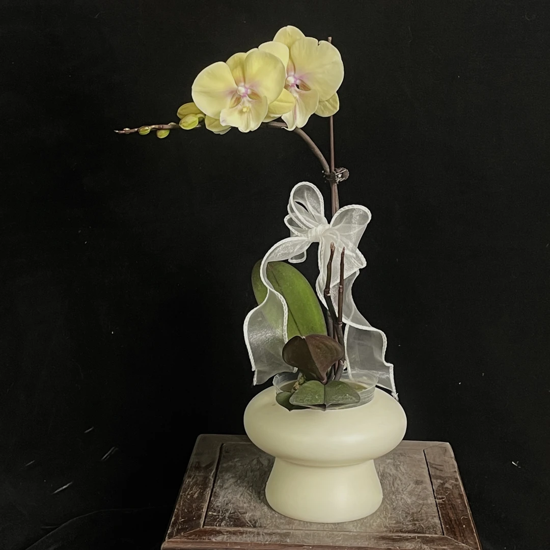 【大吉大利】室内 带香蝴蝶兰花 盆栽开花株 四季好养护绿植叶片