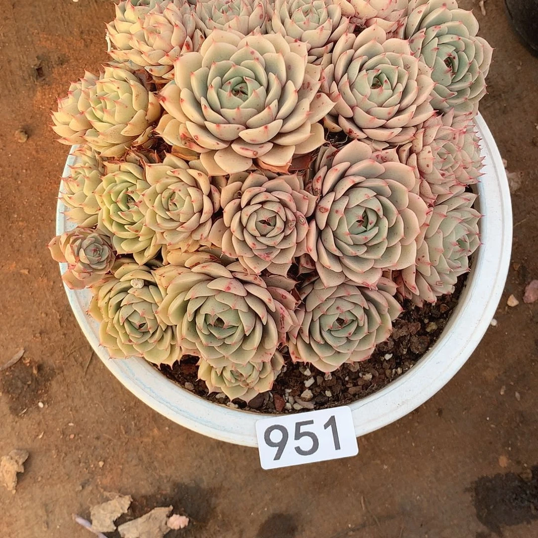 951 一物一拍多肉