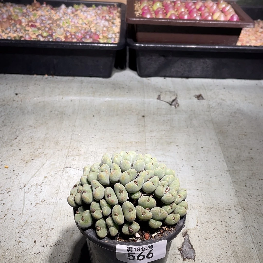 566当天凑满十八元包邮生石花