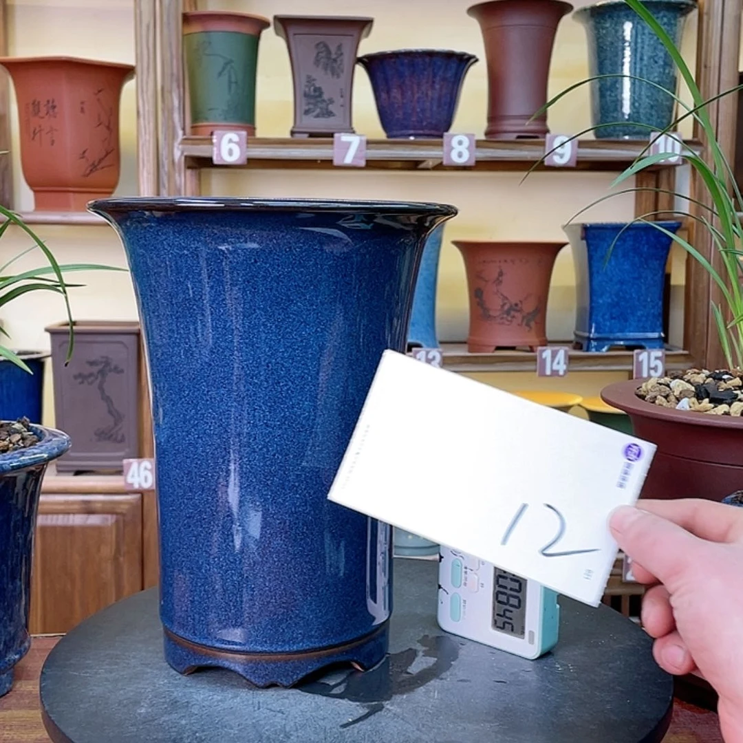 【闪购商品】紫砂花盆海**友兰花55568852551588855