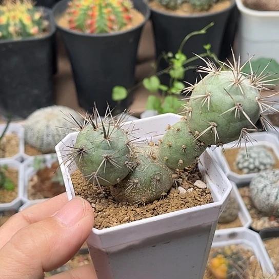 无花朵明暗城老桩一颗