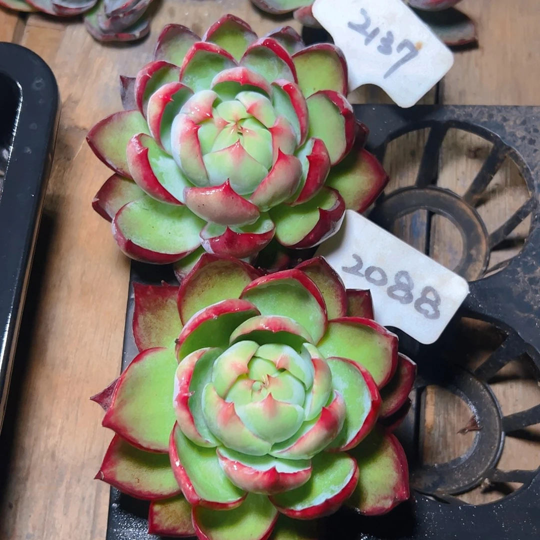 惊鸿仙子2088.2137号