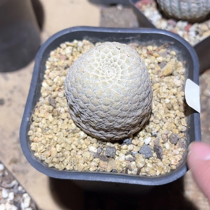 满38包邮2天凑单，脱土晾根发货多肉植物*️****