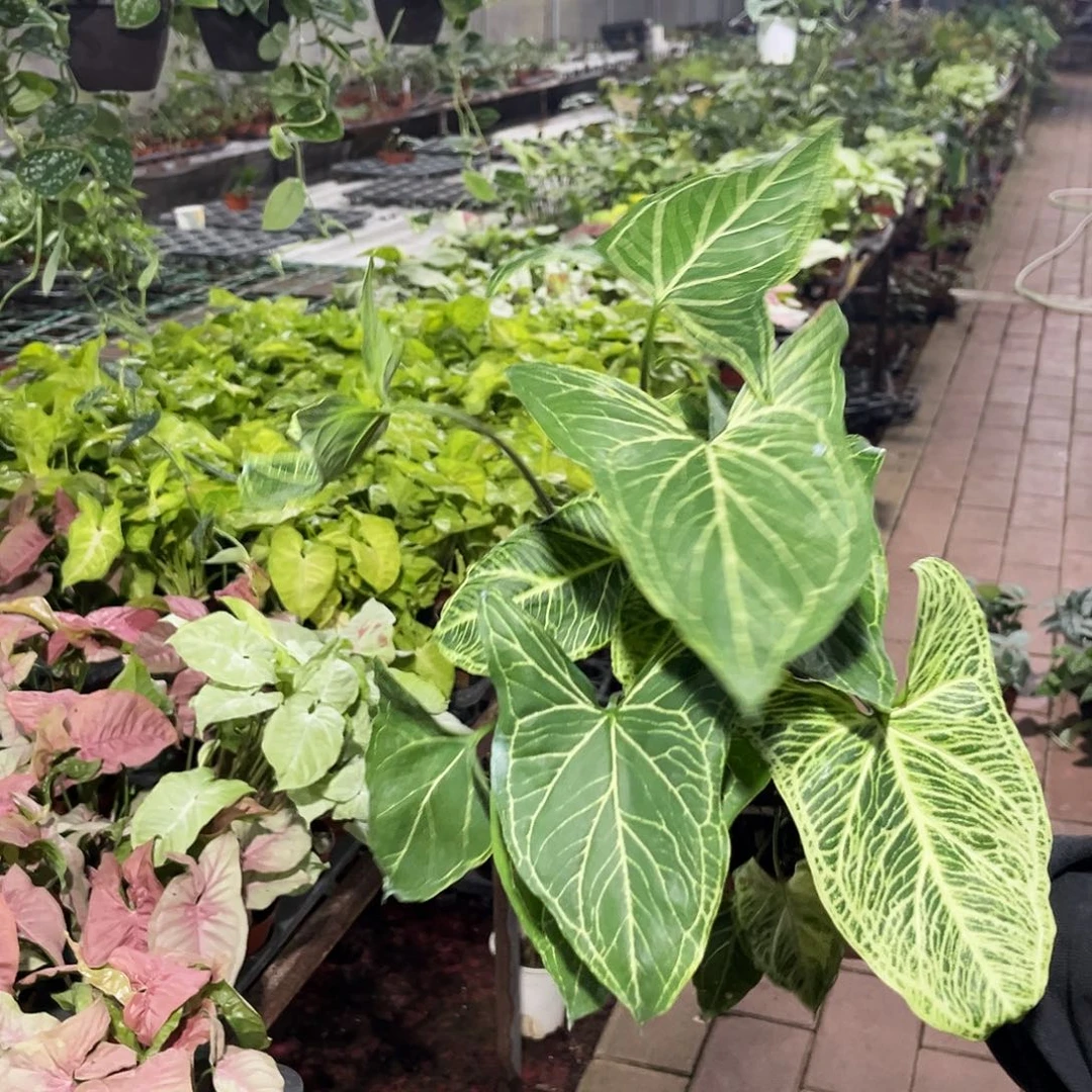 完全开放454巴迪布纹