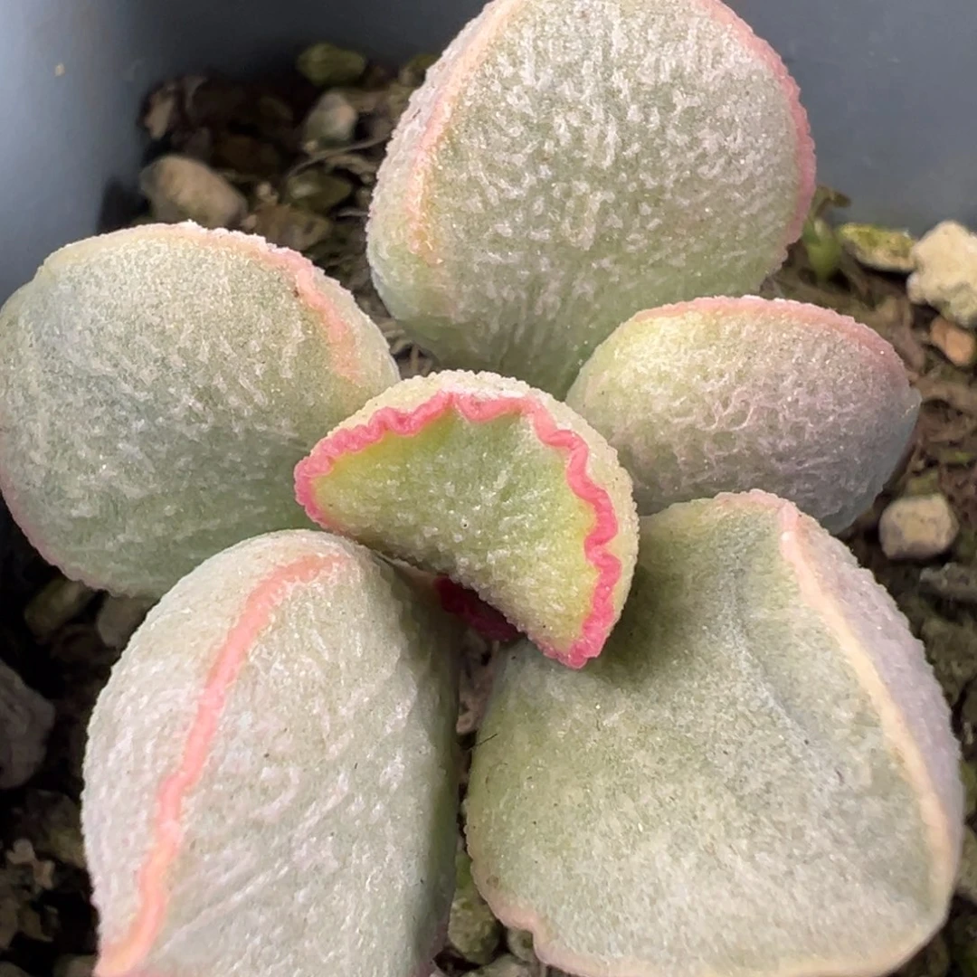 粉雪蛋桩子多肉植物水泡