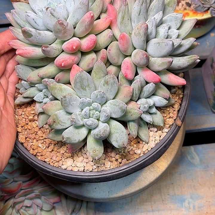 多肉植物一物一拍