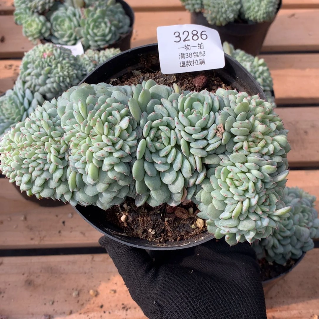 16.5厘米有砍白胖子缀3286