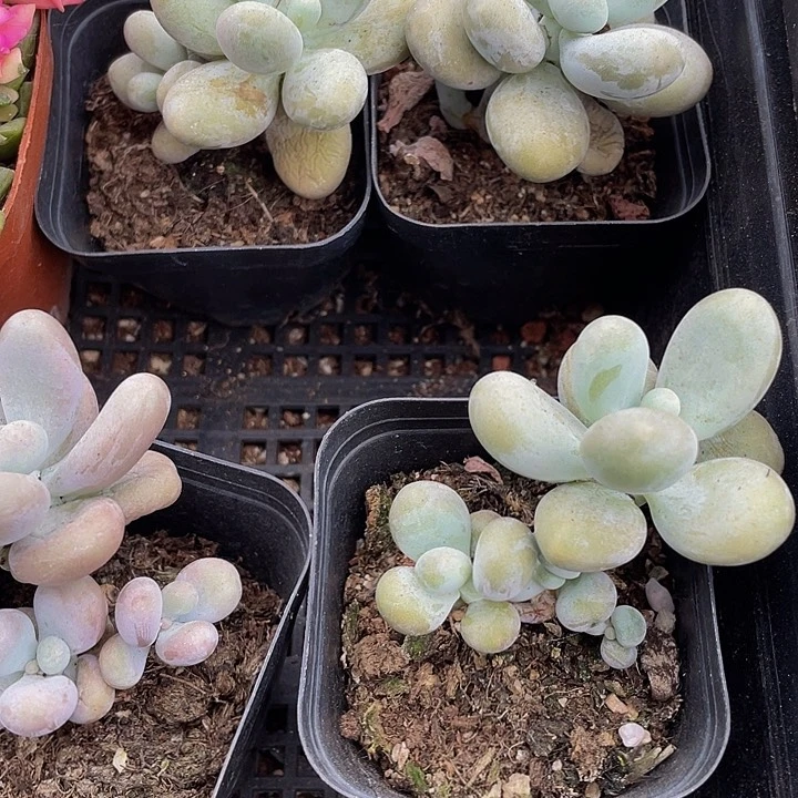 文斯通大奶酪带盆土发