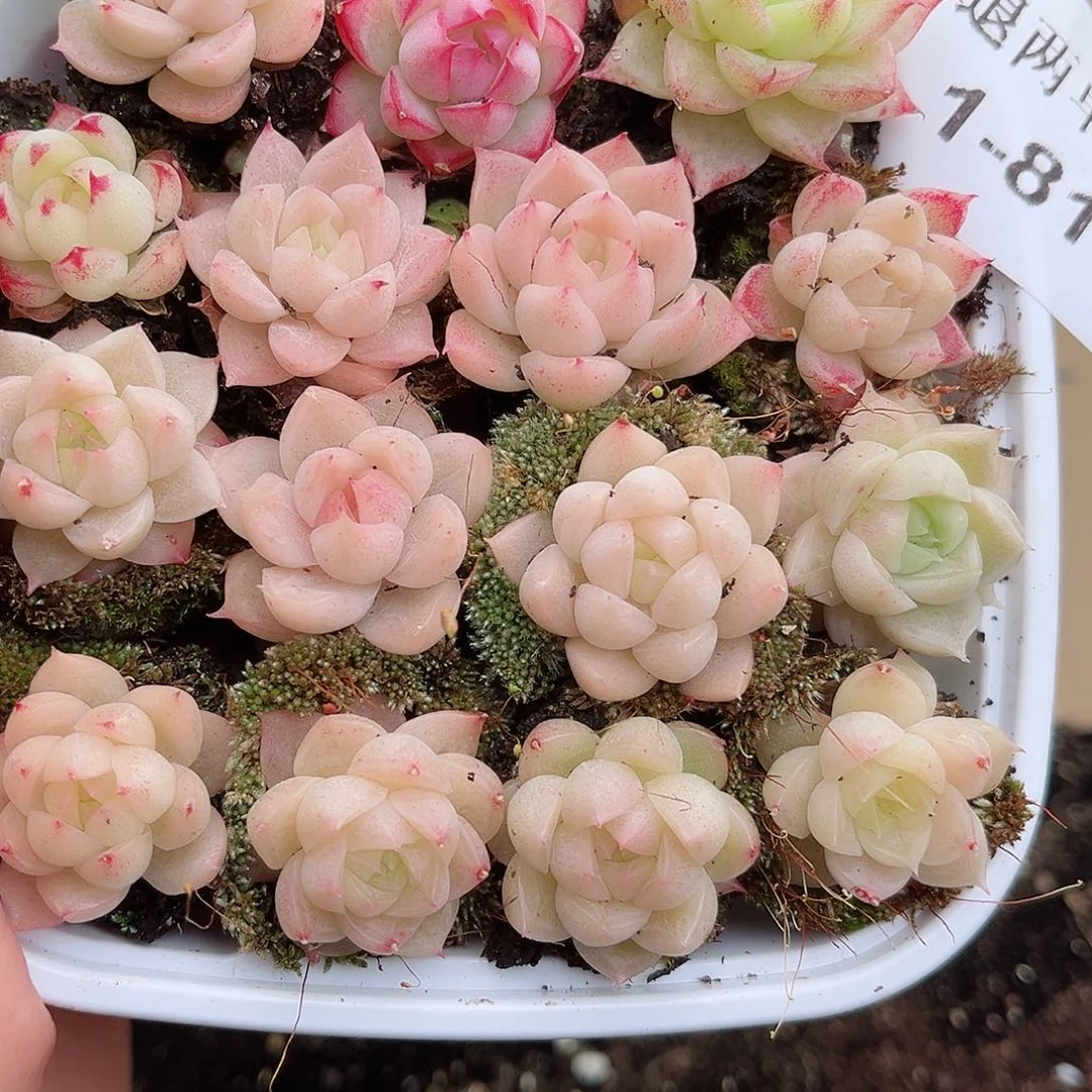 1-814 新疆西藏内蒙不发12.8包邮2-3公分多肉