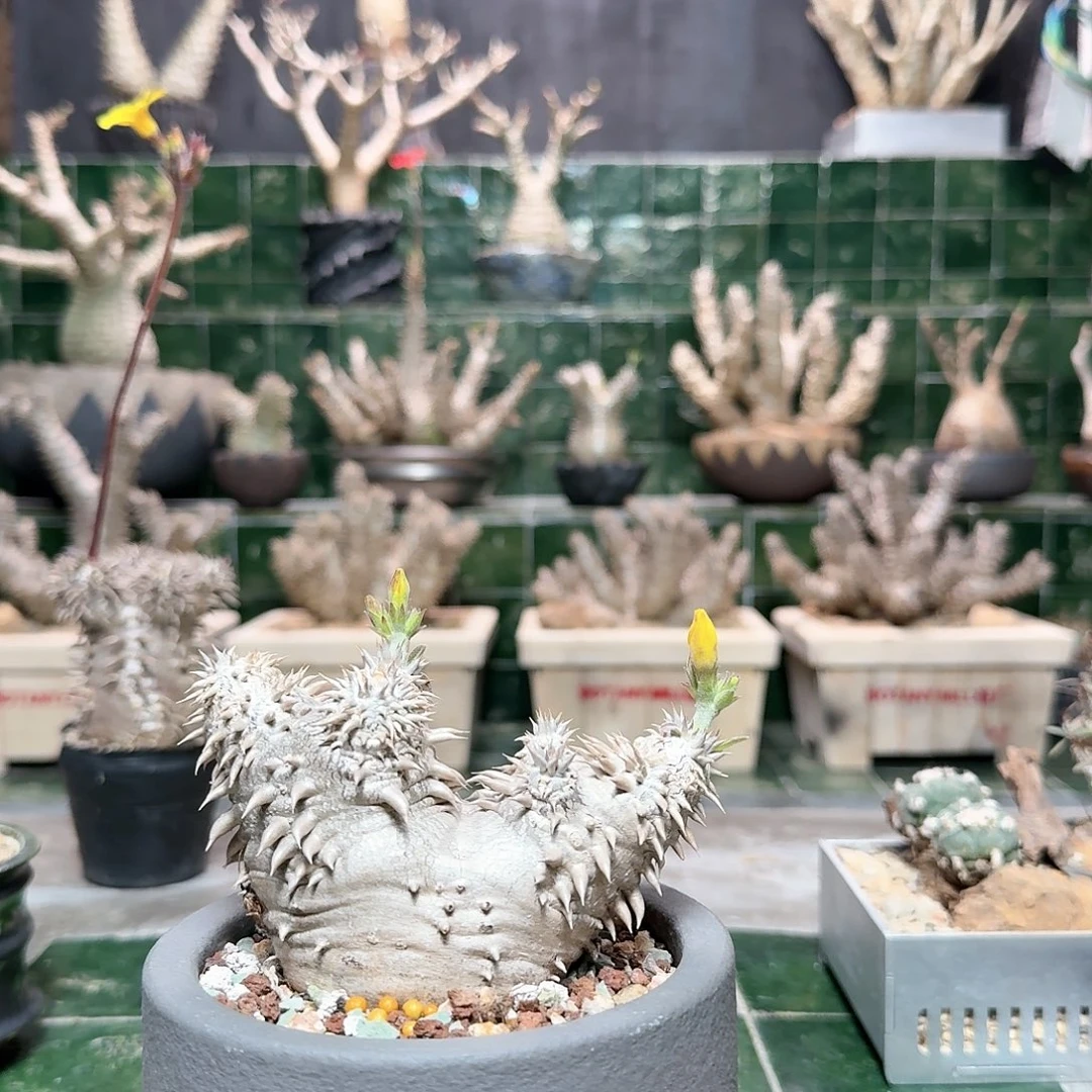 福利大黑 一物一拍