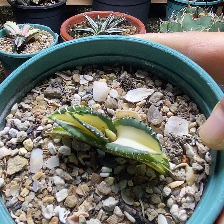 白火焰白中斑。