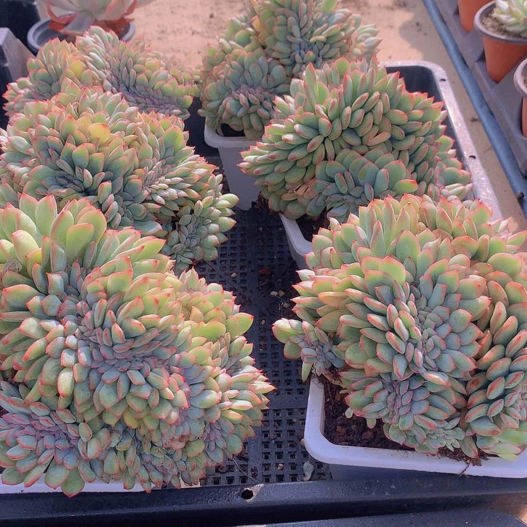 泡芙杂缀化2345667888999