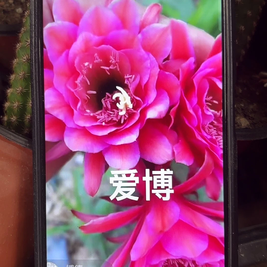 带根爱伯金妞侧牙20包邮仙人球