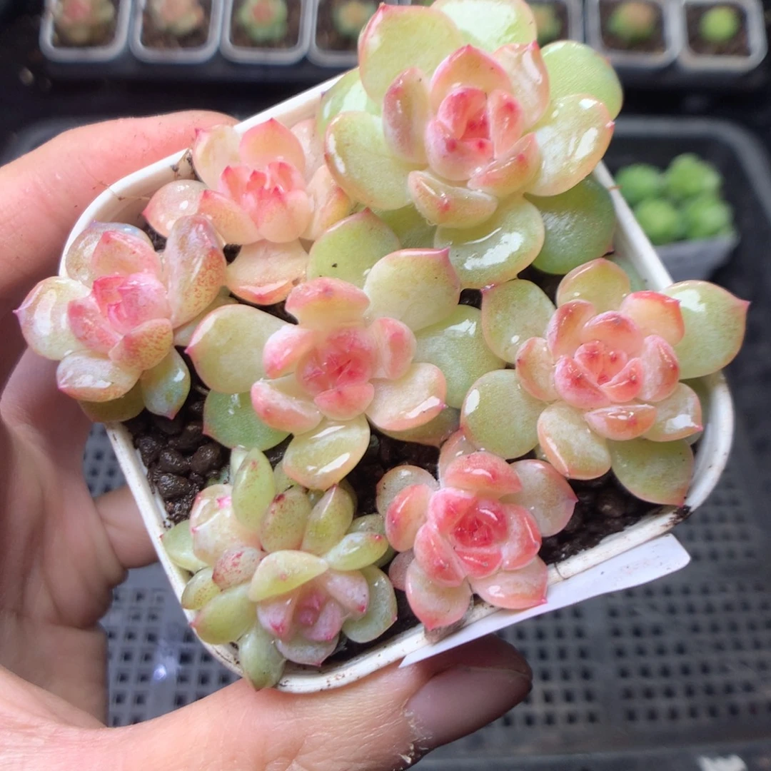 无花朵Q3 糖钻yyyyyy