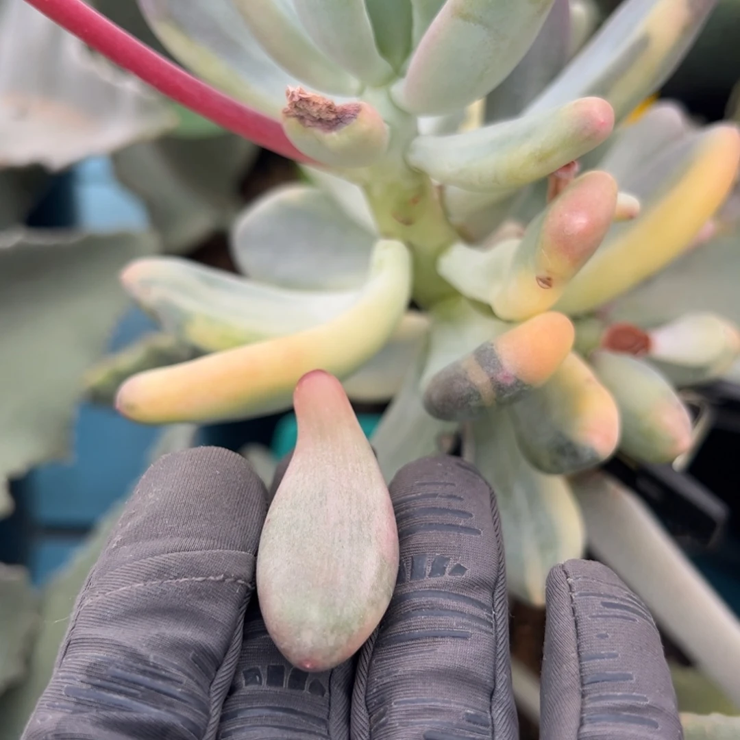 正版彩虹奶，拉丝锦叶子一片